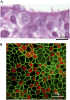 <b>Figure 1.</b>