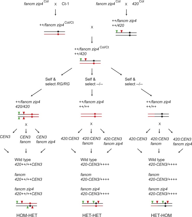 Figure 6—figure supplement 1.