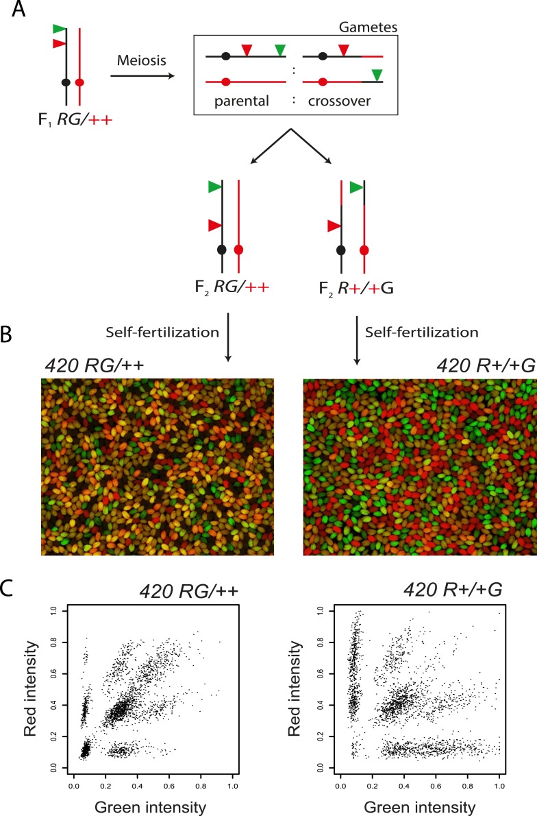 Figure 2—figure supplement 1.