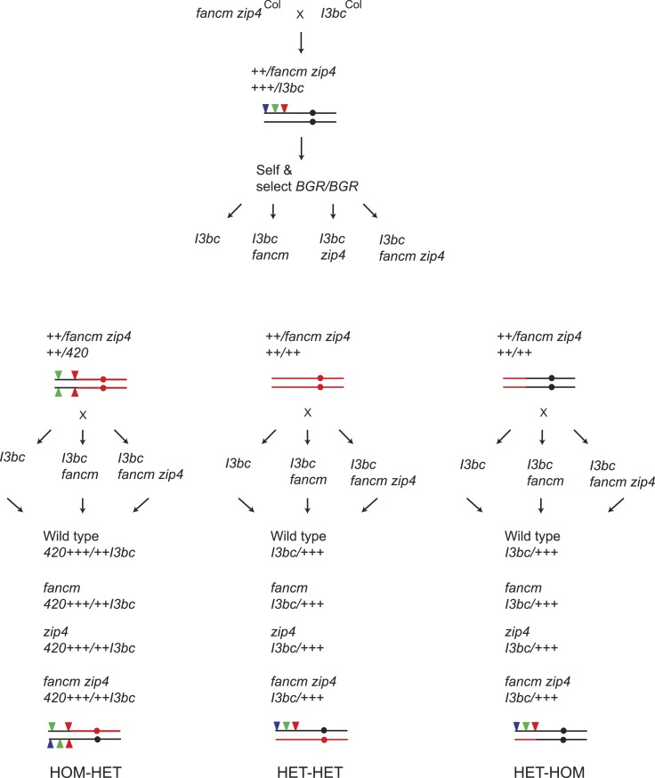 Figure 8—figure supplement 1.