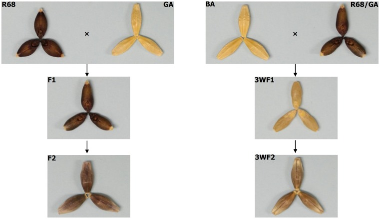 Fig 1