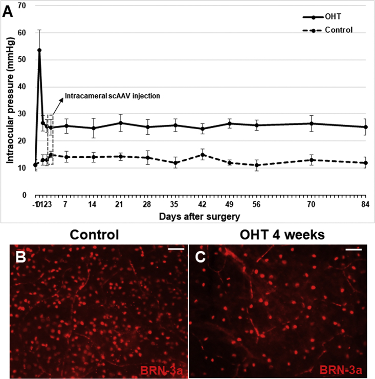 Figure 1