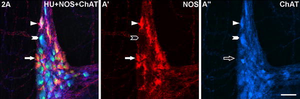 Fig. 2