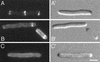 FIG. 8.