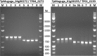 Fig 8