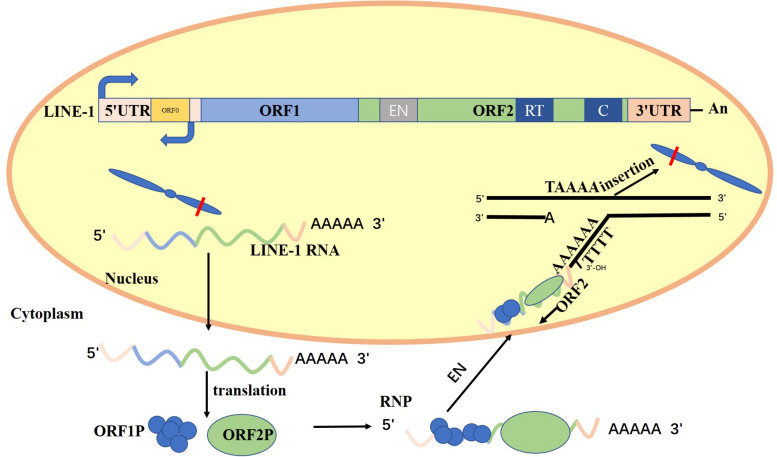 FIGURE 1