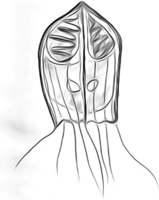 Fig. 6