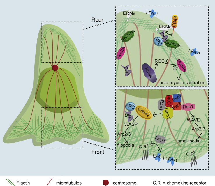 Fig. 2