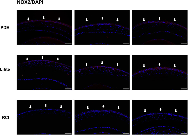 Fig. 7