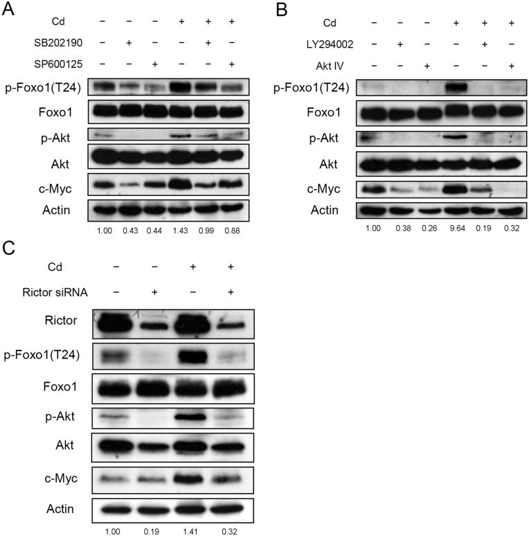 Fig 7