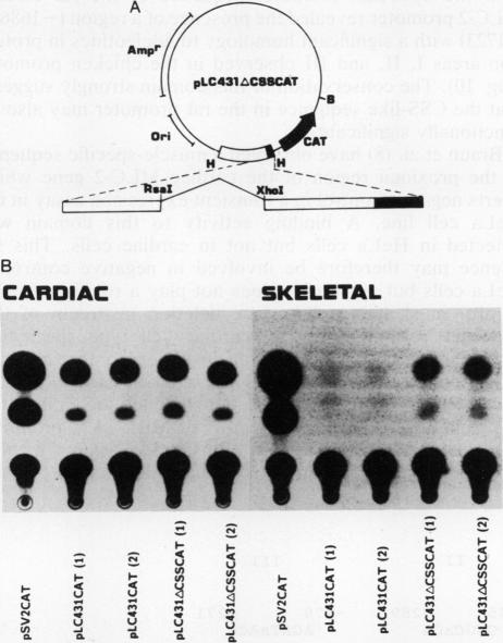 graphic file with name molcellb00166-0507-b.jpg