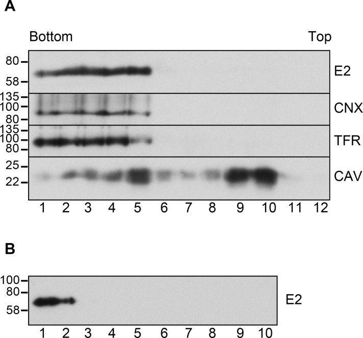 Fig 10