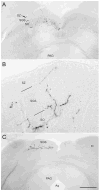 Fig. 10