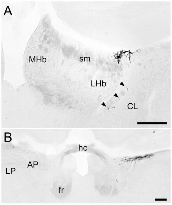 Fig. 8