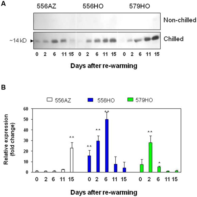 FIGURE 3