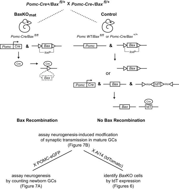 Figure 6—figure supplement 1.