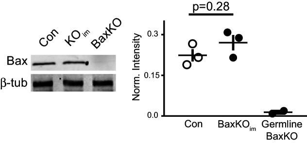 Figure 5—figure supplement 4.