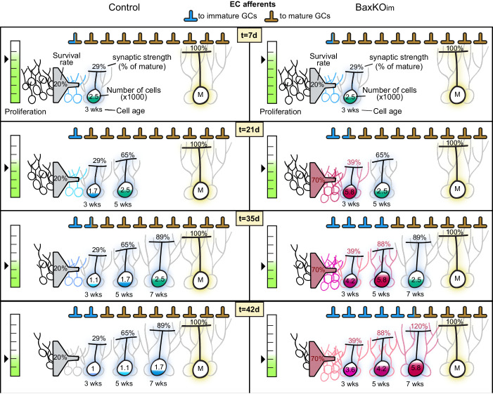 Figure 9—figure supplement 1.