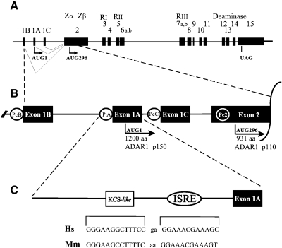 FIG. 2.