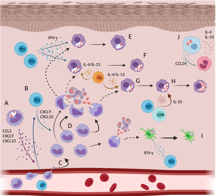 Figure 4