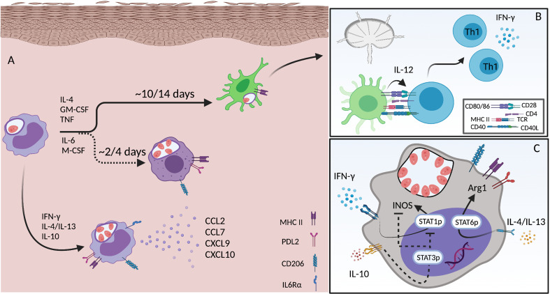 Figure 3