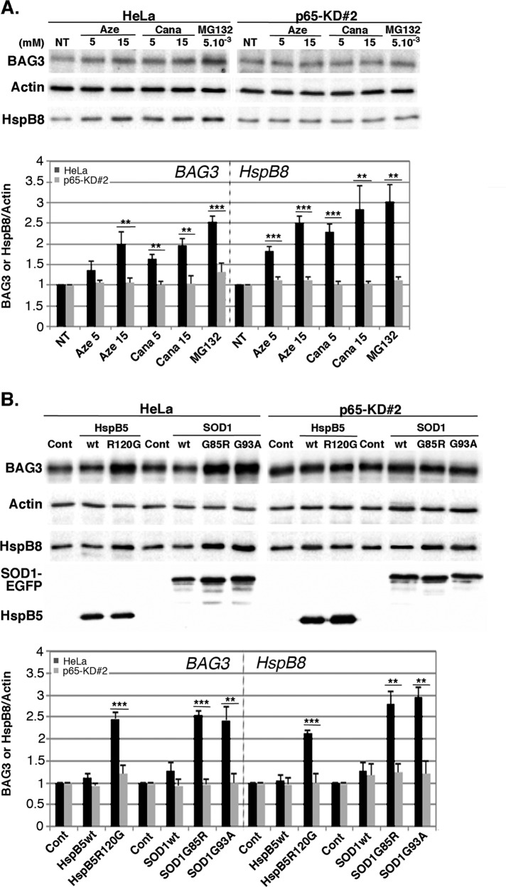 FIGURE 6: