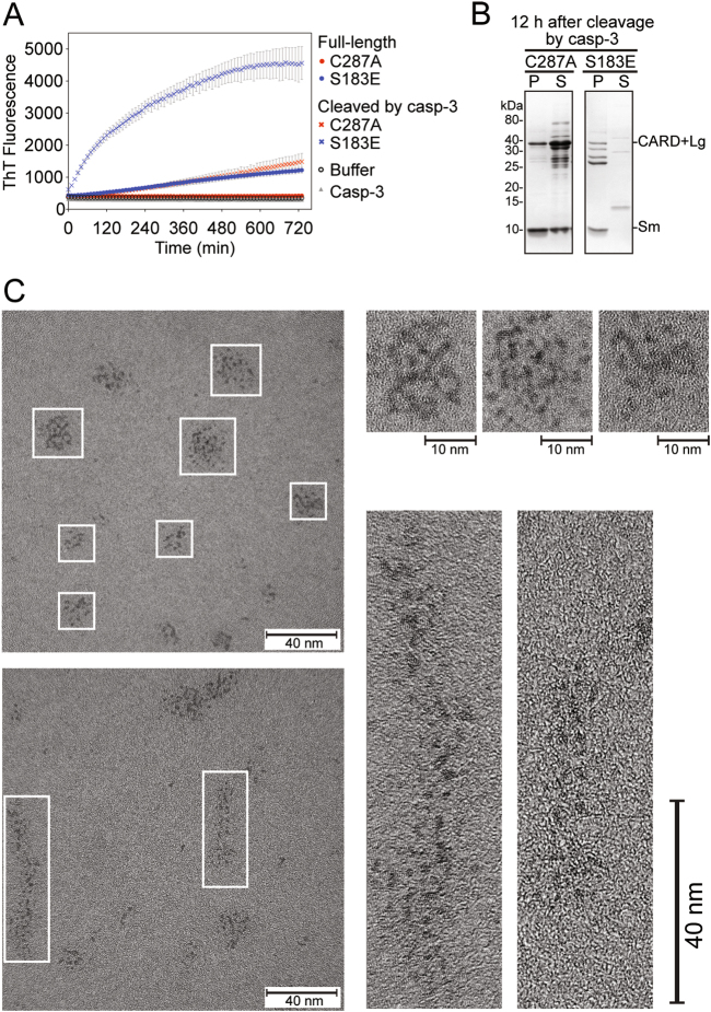 Fig. 8