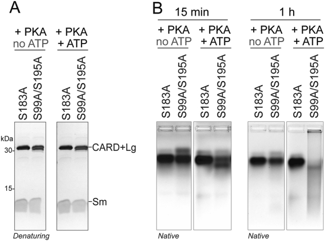 Fig. 7