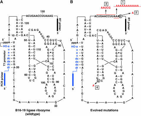 Figure 2.—