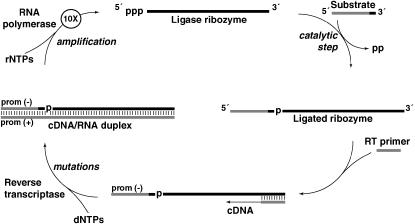 Figure 1.—