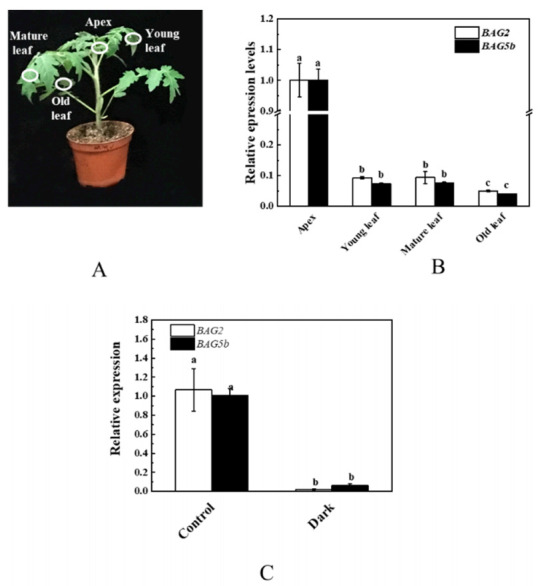 Figure 7