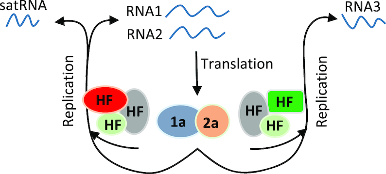 Figure 11.