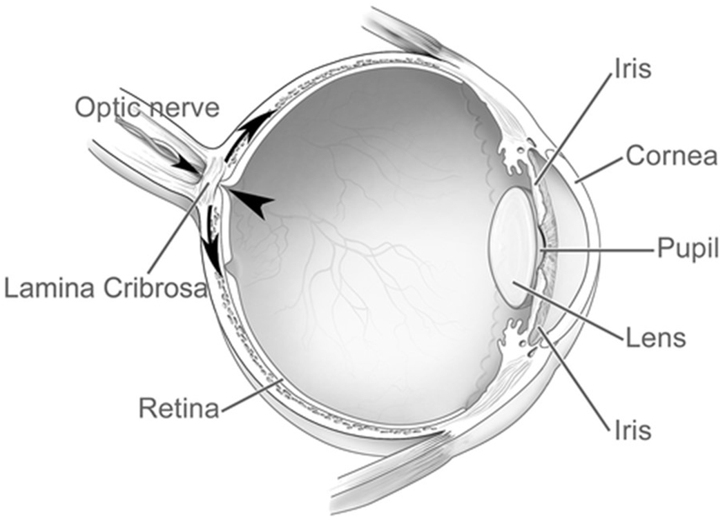 Figure 2B: