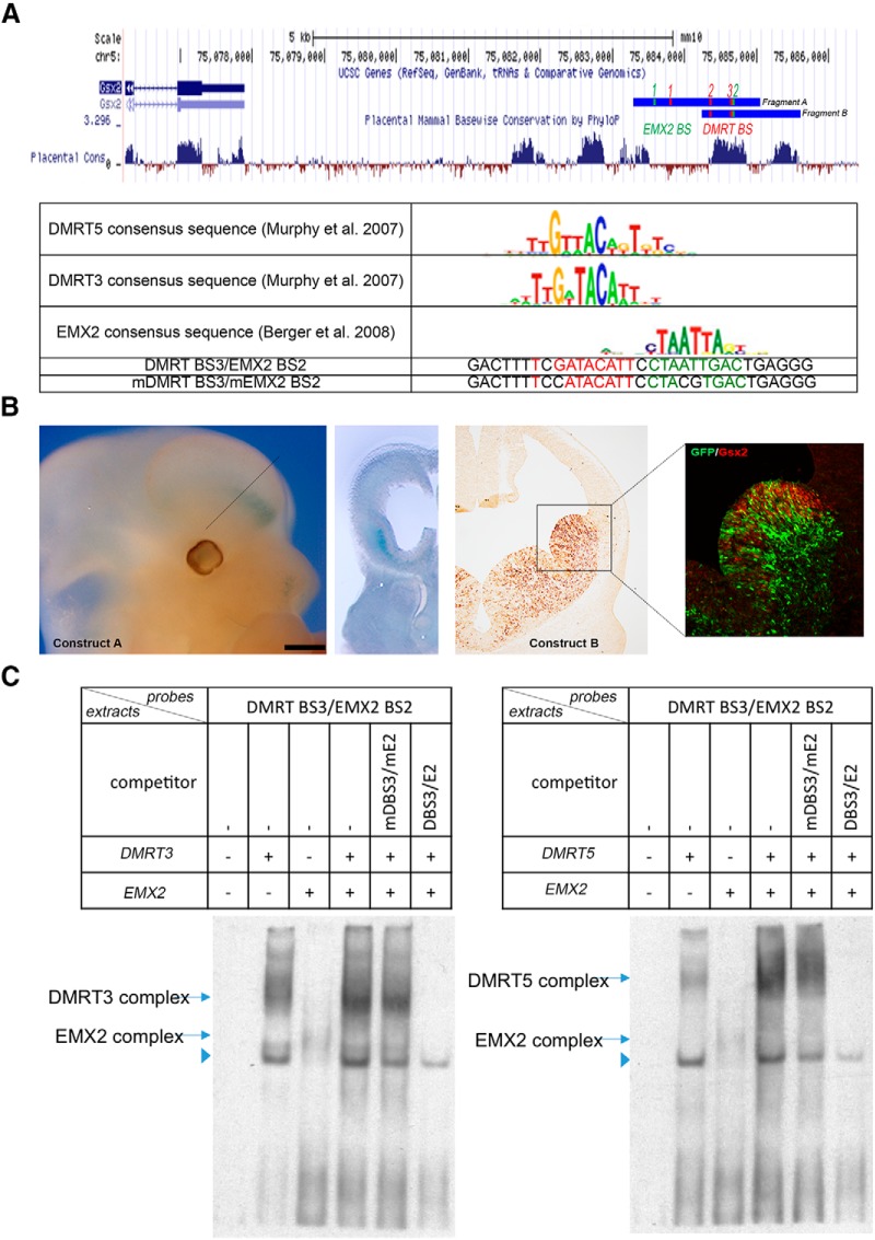 Figure 11.