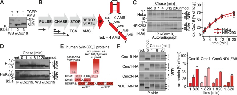 FIGURE 1: