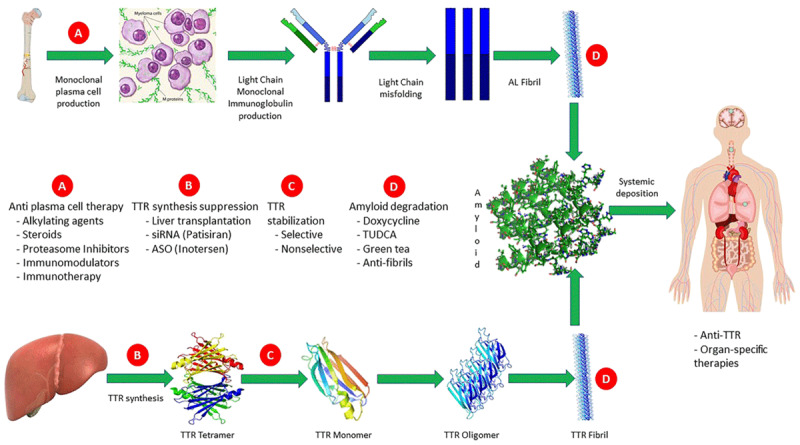 Targets of treatment along the light chain and transthyretin amyloidogenic pathway