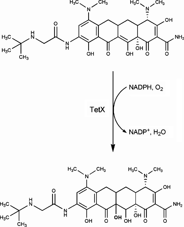 Fig. 8