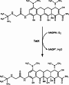 Fig. 8