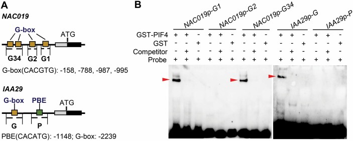 Fig. 5.