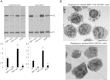 FIG 7