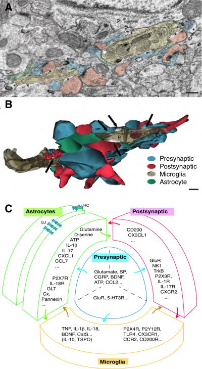 Fig. 1