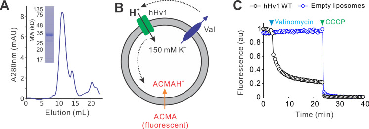 Figure 1—figure supplement 1.