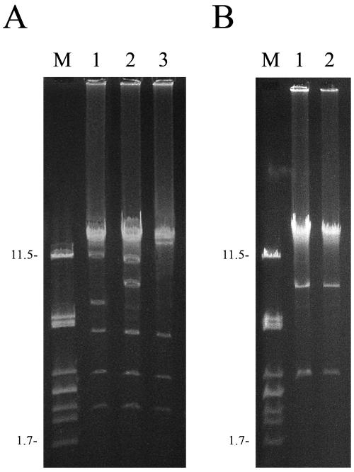 FIG. 2.