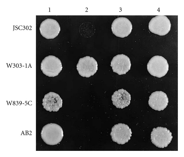 Figure 4