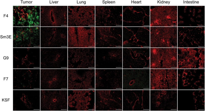 Immunofluorescence staining of the tumor, liver, lung, spleen, heart, kidney, and intestine from the groups F4, Sm3E, G9, F7, and KSF. Strong green staining is present in the tumor of the F4 group and at a slightly lower intensity in the Sm3E group. Minimal green staining is present in the tumor of the F7 group. No green staining is present in the tumors of the G9 and KSF groups and in all healthy organs.