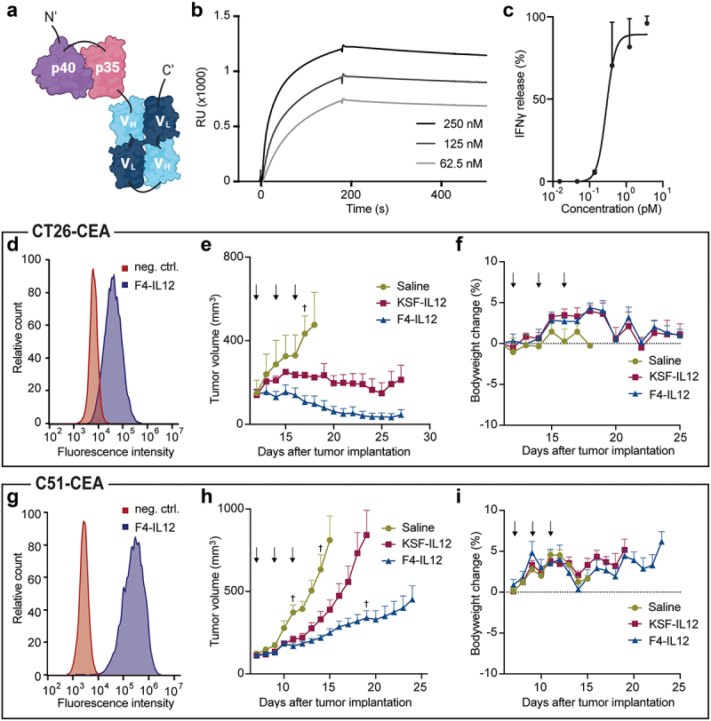 A: Cartoon showing the p40 domain linked to the p35 domain, which is linked to VH-VL-VH-VL. B: SPR line graph plotting binding over time, displaying fast association and slow dissociation. C: Line graph plotting the percentage of IFN gamma release over increasing concentration, showing an increasing sigmoidal curve. D: Flow cytometry histogram plotting relative count over fluorescence intensity on CT26-CEA cells. F4-IL12 displays increased fluorescence intensity compared to the negative control. E: Line graph plotting tumor volume over time for saline, KSF-IL12, or F4-IL12 treated mice. The curve for the saline group increases rapidly until day 18. The curve for the KSF-IL12 group initially increases and then remains stable. The curve for F4-IL12 decreases and finally remains stable. F: Line graph plotting the percentage of bodyweight change over days after tumor implantation. All groups show a constant bodyweight over time. G: Flow cytometry histogram plotting relative count over fluorescence intensity on C51-CEA cells. F4-IL12 displays increased fluorescence intensity compared to the negative control. H: Line graph plotting tumor volume over time for saline, KSF-IL12, and F4-IL12 treated mice. The curve for the saline group increases rapidly until day 15. The curve for the KSF-IL12 group increases slightly slower than for saline and stops at day 19. The curve for F4-IL12 increases slowly until day 24. I: Line graph plotting the percentage of bodyweight change over days after tumor implantation. All groups show a constant bodyweight over time.