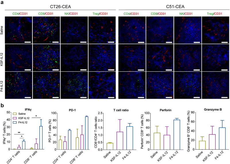 A: Immunofluorescence staining of the tumors of the three different treatment groups in the CT26-CEA and C51-CEA models. In CT26-CEA tumors, the saline group and the KSF-IL12 group display a green signal for the CD8 marker and a minimal green signal for the CD4 marker but no signal for NKp46 and Foxp3. The F4 IL12 group displays a green signal for the markers CD4, CD8, and NKp46 but not for Foxp3. In C51-CEA tumors, the F4-IL12 group displays a moderate green signal for the markers CD4, CD8, and NKp46 but no signal for Foxp3. The saline and KSF-IL12 groups are negative for all markers. B: Bar charts plotting the expression of different markers on tumor infiltrating T cells. IFN gamma expression in the F4-IL12 group is significantly overexpressed compared to the saline and the KSF-IL12 groups in CD4-positive T cells and compared to the saline group in the CD8-positive T cells. The expression of PD-1 in CD4-positive and CD8-positive T cells and the expression of granzyme B and perforin in CD8-positive T cells is slightly higher in the F4-IL12 group, compared to the saline and KSF-IL12 groups, although not significant.