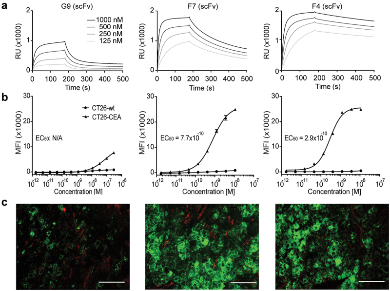 A: Three SPR line graphs plotting antibody binding over time. All clones show a fast association. G9 has fast dissociation, F7 has intermediate dissociation, and F4 has slow dissociation. B: Three titration flow cytometry graphs plotting mean fluorescence intensity over increasing concentration. G9 values on CT26-CEA cells are moderately increasing in high concentrations. F7 and F4 display an increasing sigmoidal curve on CT26-CEA cells. No clone binds to CT26-wildtype cellsC: Immunofluorescence staining with the new antibodies. Intermediate green staining is present with G9, and strong green staining is present with F7 and F4.