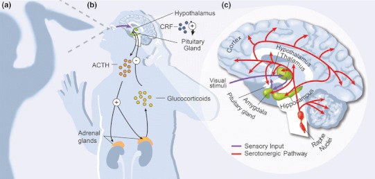 Fig. 1