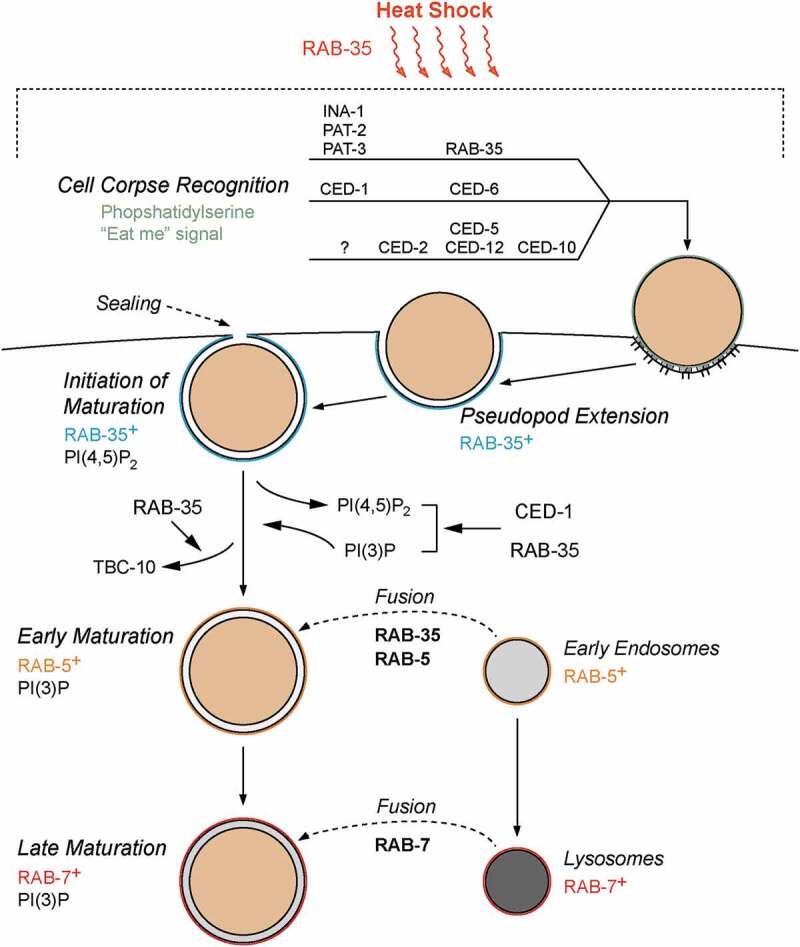 Figure 6.